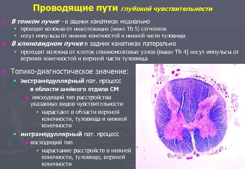 Поверхностные пути. Проводящие пути поверхностной чувствительности. Путь глубокой чувствительности. Пути проведения поверхностной чувствительности. Проводящие пути поверхностной и глубокой чувствительности.