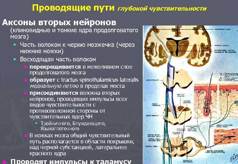 Поверхностные пути. Проводящие пути глубокой чувствительности. Анатомия проводящих путей глубокой чувствительности. Проводящие пути поверхностной и глубокой чувствительности. Путь поверхностной чувствительности.