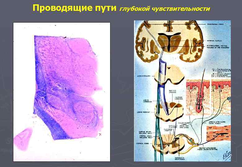 Проводящие пути глубокой чувствительности ТН 28 