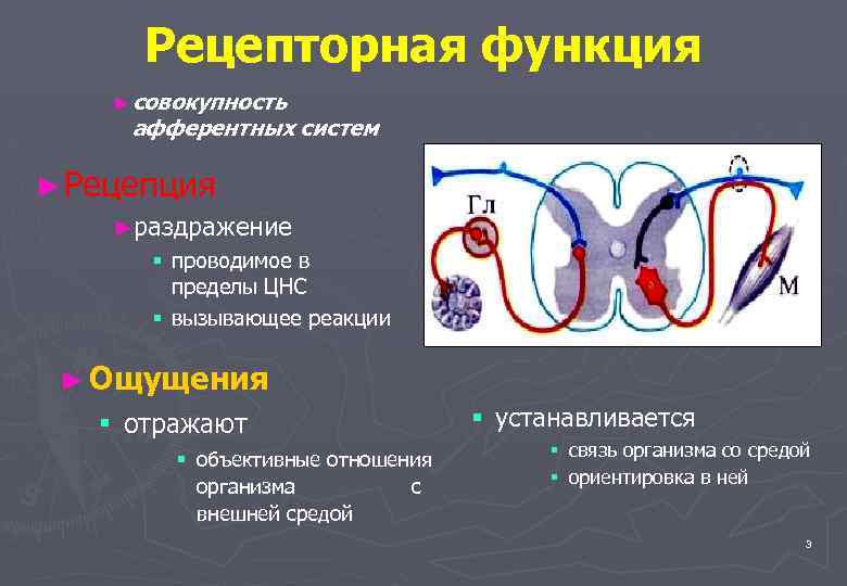 Рецепторная функция ► совокупность афферентных систем ► Рецепция ►раздражение § проводимое в пределы ЦНС