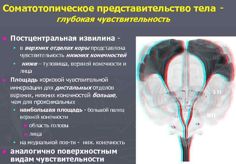 Соматотопическое представительство тела - глубокая чувствительность ► Постцентральная извилина § в верхних отделах коры