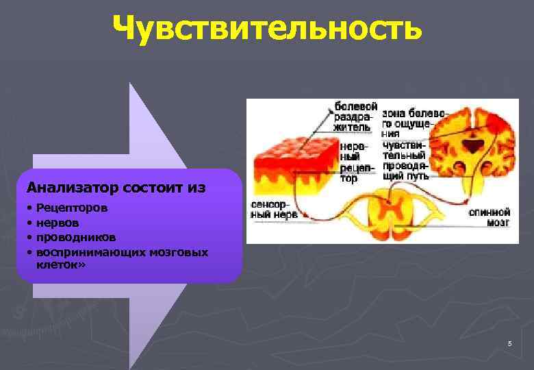 Чувствительность Анализатор состоит из • • Рецепторов нервов проводников воспринимающих мозговых клеток» 5 