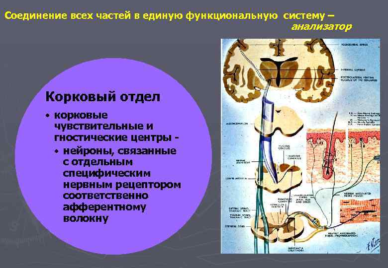 Соединение всех частей в единую функциональную систему – анализатор Корковый отдел • корковые чувствительные