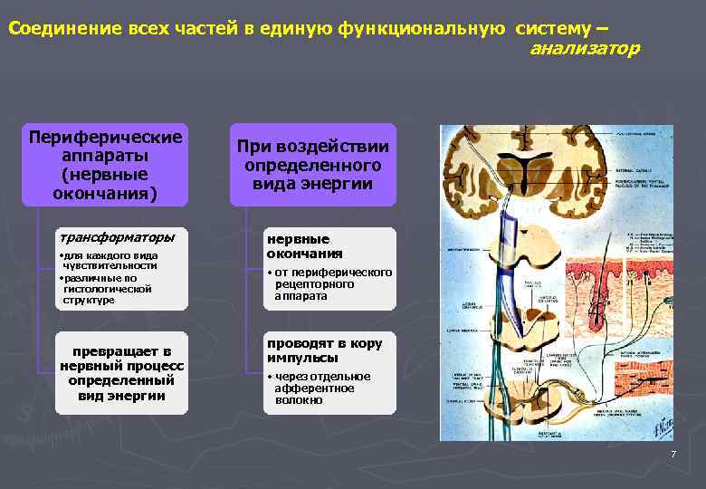 Соединение всех частей в единую функциональную систему – анализатор Периферические аппараты (нервные окончания) трансформаторы