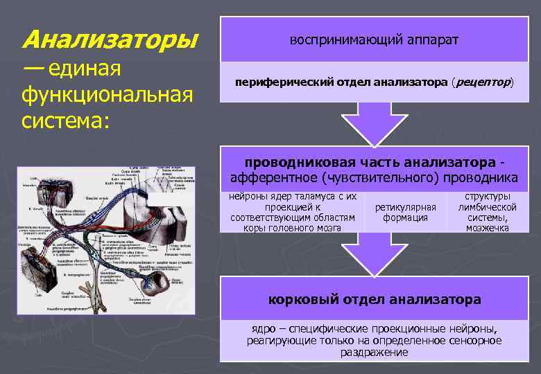 Анализаторы — единая функциональная система: воспринимающий аппарат периферический отдел анализатора (рецептор) проводниковая часть анализатора