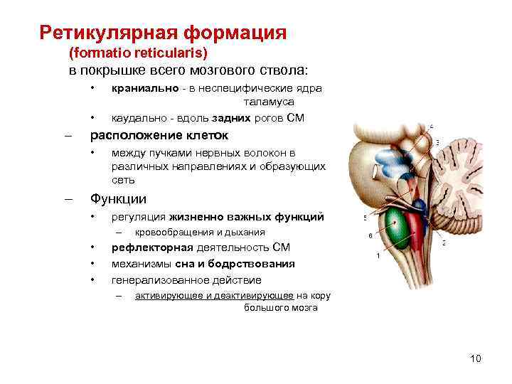 Ретикулярная формация (formatio reticularis) в покрышке всего мозгового ствола: • • – расположение клеток