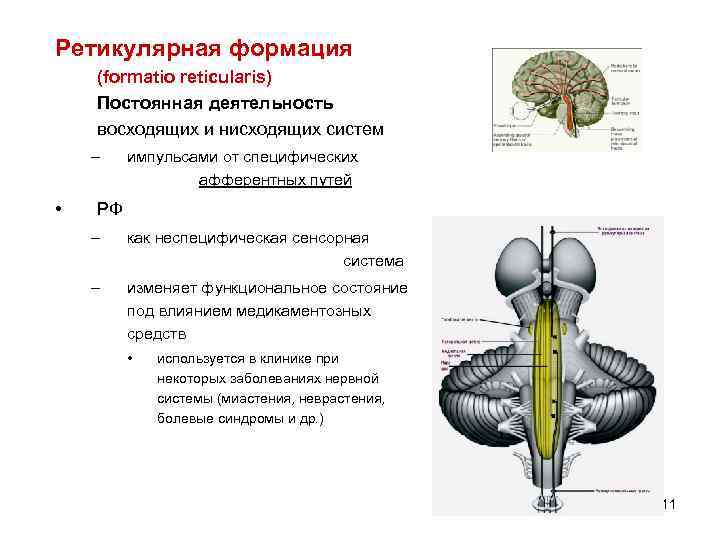 Ретикулярная формация (formatio reticularis) Постоянная деятельность восходящих и нисходящих систем – • импульсами от