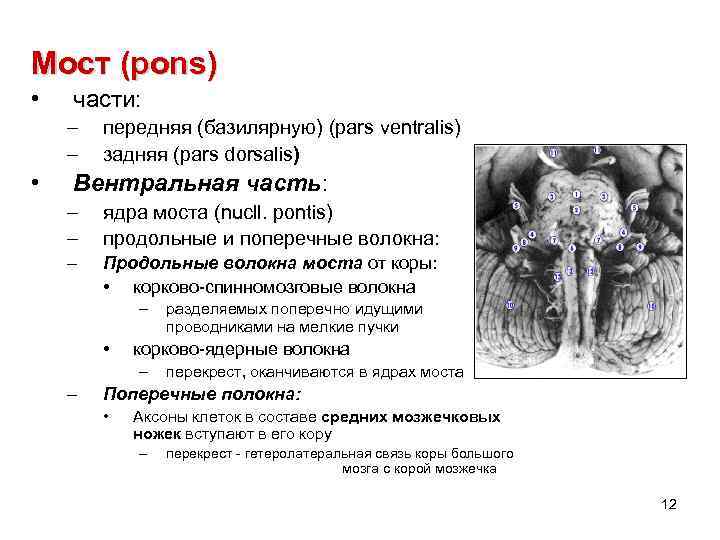 Мост (pons) • части: – – • передняя (базилярную) (pars ventralis) задняя (pars dorsalis)