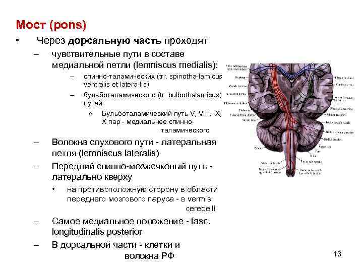 Мост (pons) • Через дорсальную часть проходят – чувствительные пути в составе медиальной петли