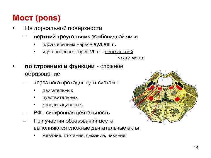 Мост (pons) • На дорсальной поверхности – верхний треугольник ромбовидной ямки • • •