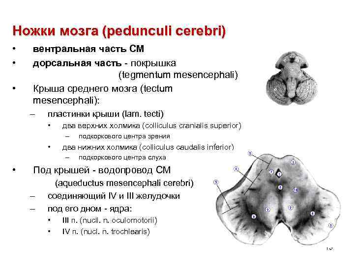 Дорсальный Перекрест среднего мозга. Вентральная покрышка среднего мозга. Дорсальный Перекрест покрышки среднего мозга образован волокнами. Ножки мозга.