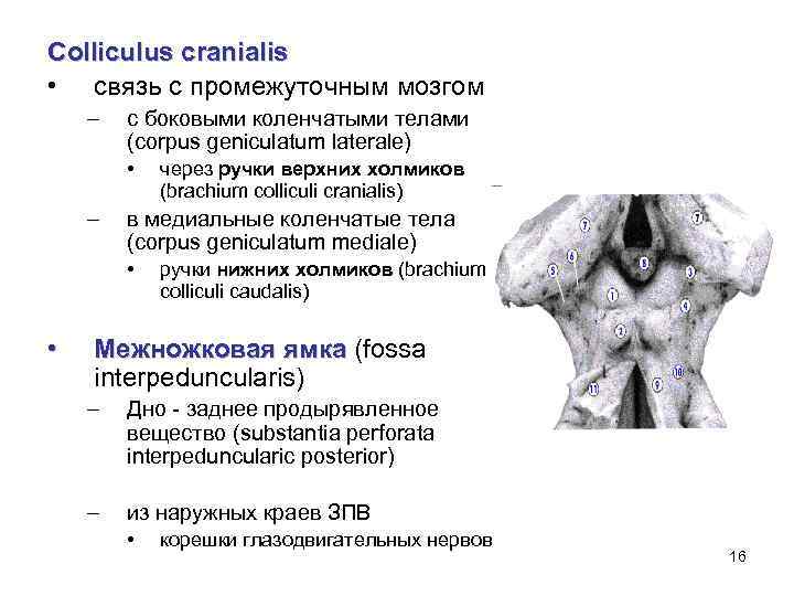 Коленчатые тела мозга. Коленчатые тела промежуточного мозга. Colliculus cranialis. Corpus geniculatum. Corpus geniculatum mediale перевод.