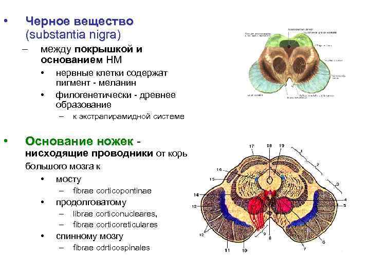 Черное соединение. Черное вещество среднего мозга. Чёрная субстанция среднего мозга функции. Черное вещество среднего мозга функции. Средний мозг черное вещество.