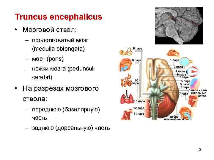 Truncus encephalicus • Мозговой ствол: – продолговатый мозг (medulla oblongata) – мост (pons) –