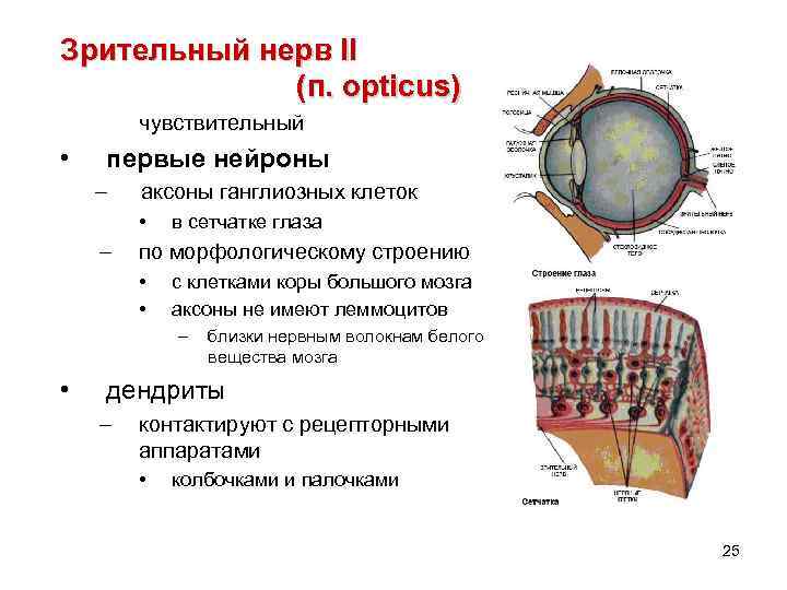 Зрительный нерв II (п. opticus) чувствительный • первые нейроны – аксоны ганглиозных клеток •