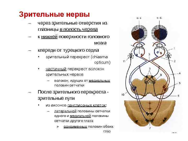 Зрительные нервы – через зрительные отверстия из глазницы в полость черепа – к нижней