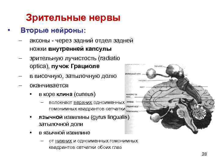 Зрительные нервы • Вторые нейроны: – аксоны - через задний отдел задней ножки внутренней