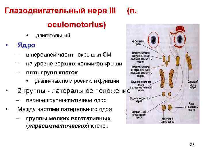 Глазодвигательный нерв III (n. oculomotorius) • • двигательный Ядро – в передней части покрышки