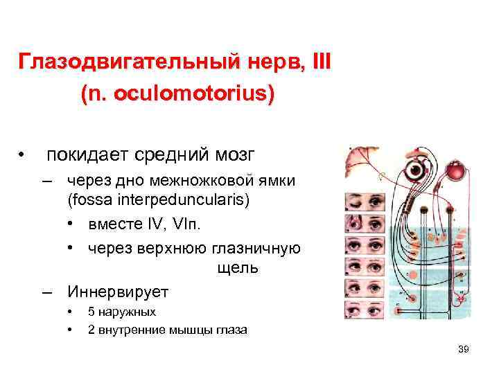 Глазодвигательный нерв, III (n. oculomotorius) • покидает средний мозг – через дно межножковой ямки