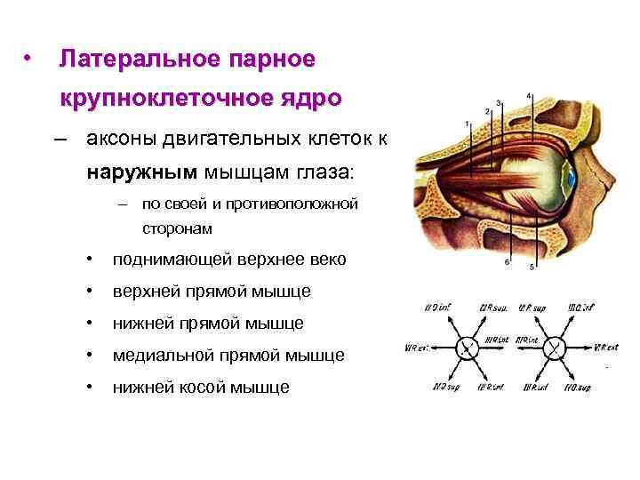  • Латеральное парное крупноклеточное ядро – аксоны двигательных клеток к наружным мышцам глаза: