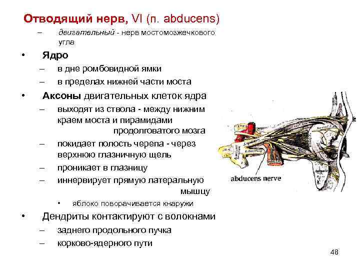 Отводящий нерв, VI (п. abducens) – • двигательный - нерв мостомозжечкового угла Ядро –