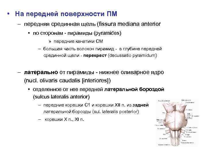  • На передней поверхности ПМ – передняя срединная щель (fissura mediana anterior •