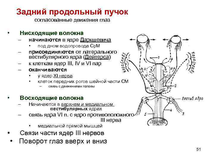 Задний продольный пучок согласованные движения глаз • Нисходящие волокна – начинаются в ядре Даркшевича