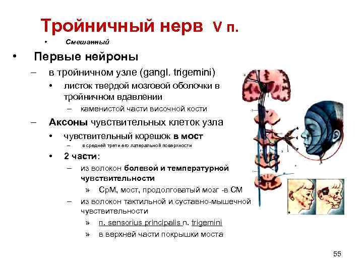 Тройничный нерв • • V п. Смешанный Первые нейроны – в тройничном узле (gangl.