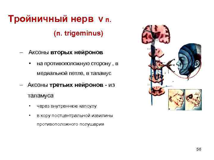 Тройничный нерв V п. (п. trigeminus) – Аксоны вторых нейронов • на противоположную сторону