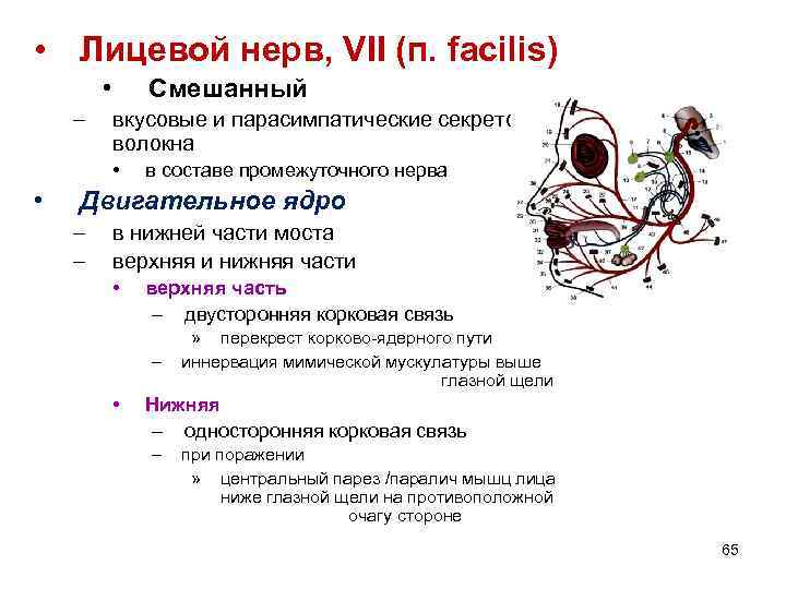  • Лицевой нерв, VII (п. facilis) • – Смешанный вкусовые и парасимпатические секреторные