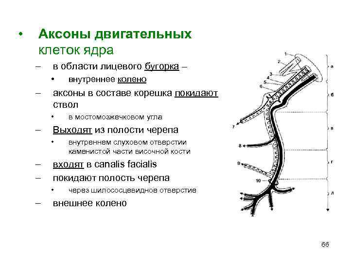  • Аксоны двигательных клеток ядра – в области лицевого бугорка – • –