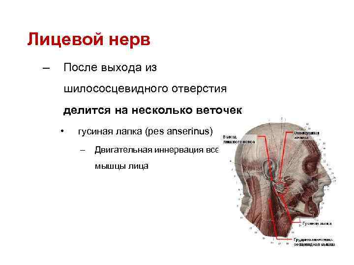 Нервы лицевого черепа. Шилососцевидное отверстие лицевой нерв. Выходное отверстие канала лицевого нерва. Выход лицевого нерва из шилососцевидного отверстия. Лицевой нерв отверстие в черепе.