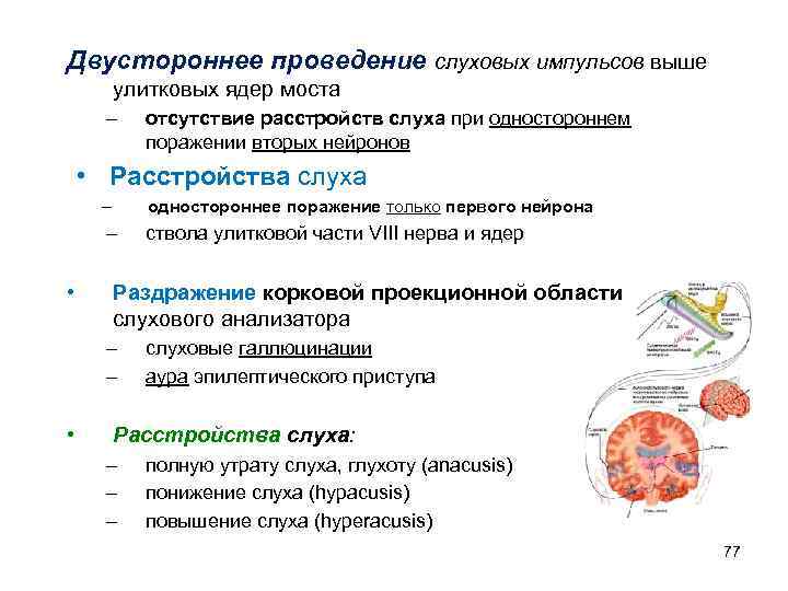 Двустороннее проведение слуховых импульсов выше улитковых ядер моста – отсутствие расстройств слуха при одностороннем