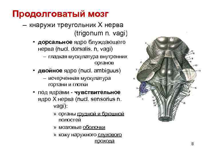 Продолговатый мозг – кнаружи треугольник X нерва (trigonum n. vagi) • дорсальное ядро блуждающего