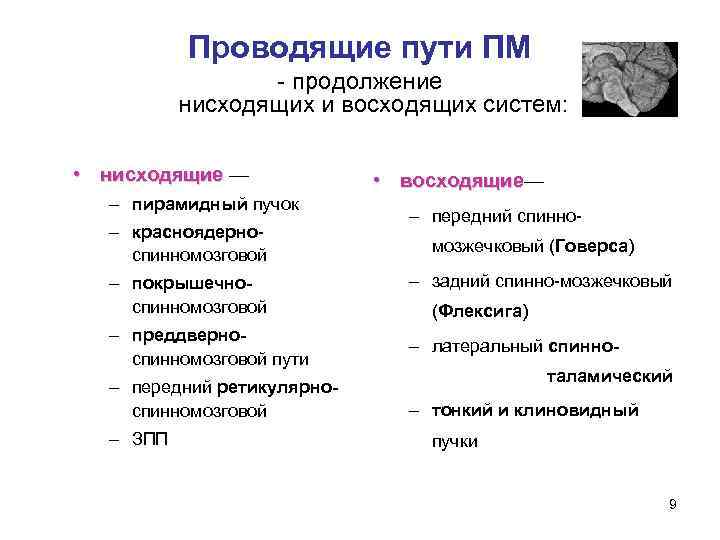 Схемы восходящих и нисходящих проекционных путей