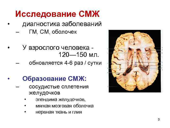 Исследование СМЖ • диагностика заболеваний – • ГМ, СМ, оболочек У взрослого человека -