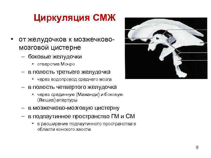 Циркуляция СМЖ • от желудочков к мозжечковомозговой цистерне – боковые желудочки • отверстие Монро