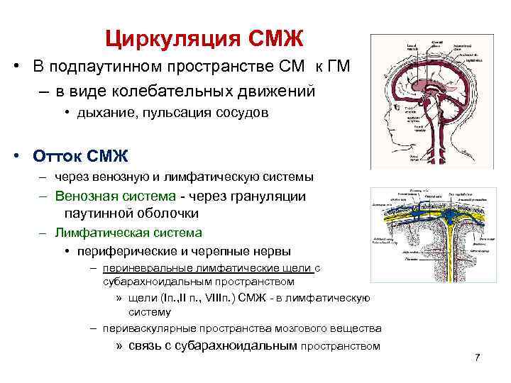 Циркуляция СМЖ • В подпаутинном пространстве СМ к ГМ – в виде колебательных движений