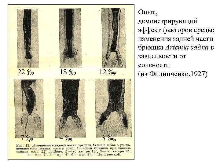 22 ‰ 18 ‰ 12 ‰ 7‰ 4‰ 3‰ Опыт, демонстрирующий эффект факторов среды: