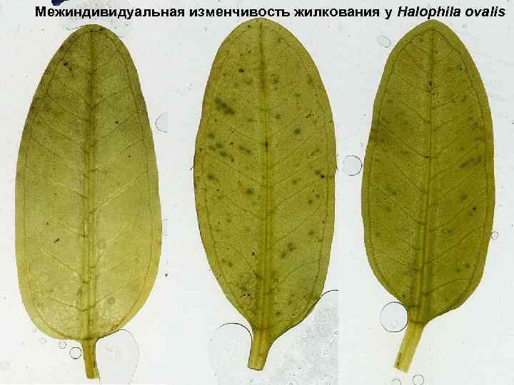 Межиндивидуальная изменчивость жилкования у Halophila ovalis 