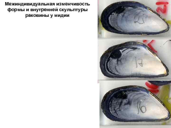 Межиндивидуальная изменчивость формы и внутренней скульптуры раковины у мидии 