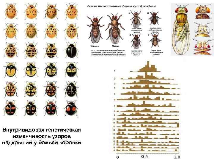 Внутривидовая генетическая изменчивость узоров надкрылий у божьей коровки. 