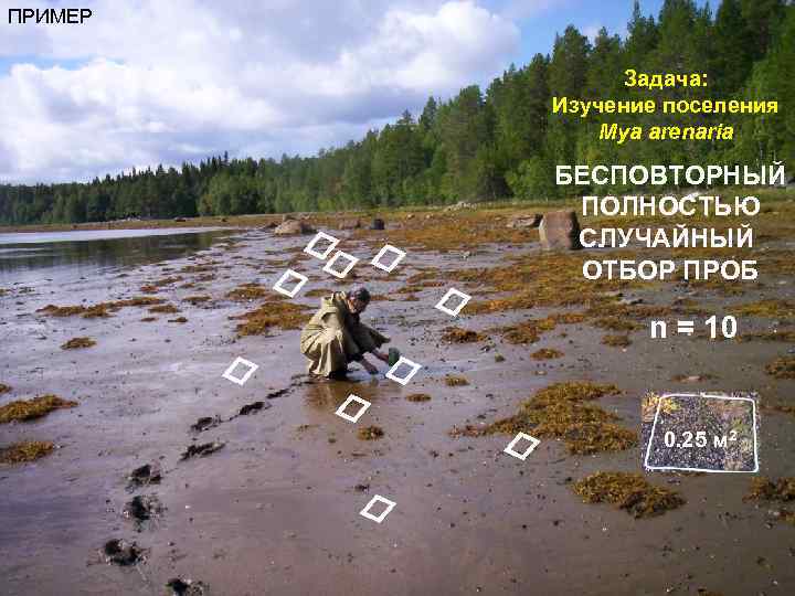 ПРИМЕР Задача: Изучение поселения Mya arenaria БЕСПОВТОРНЫЙ ПОЛНОСТЬЮ СЛУЧАЙНЫЙ ОТБОР ПРОБ n = 10