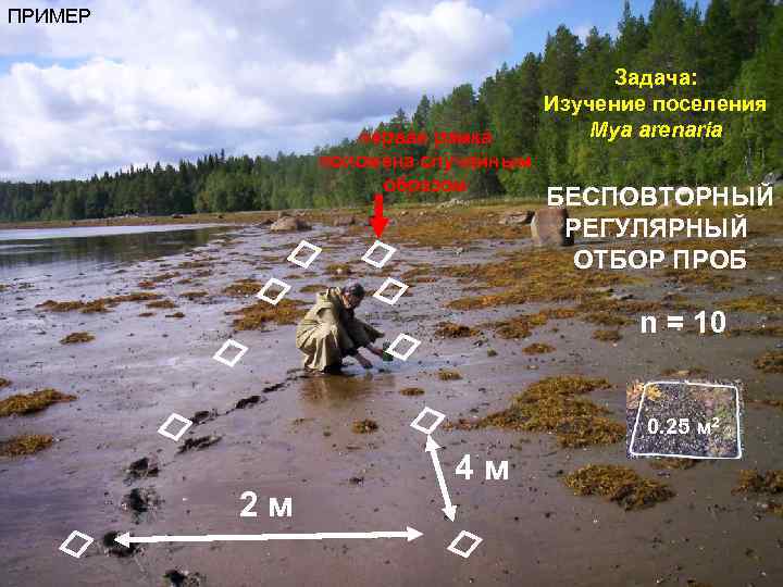 ПРИМЕР первая рамка положена случайным образом Задача: Изучение поселения Mya arenaria БЕСПОВТОРНЫЙ РЕГУЛЯРНЫЙ ОТБОР