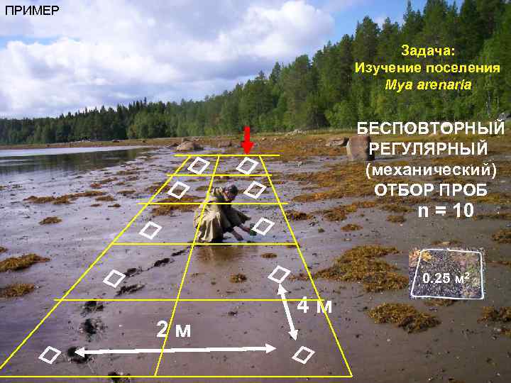 ПРИМЕР Задача: Изучение поселения Mya arenaria БЕСПОВТОРНЫЙ РЕГУЛЯРНЫЙ (механический) ОТБОР ПРОБ n = 10