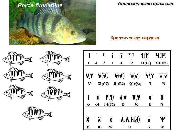 Perca fluviatilus биологические признаки Криптическая окраска 