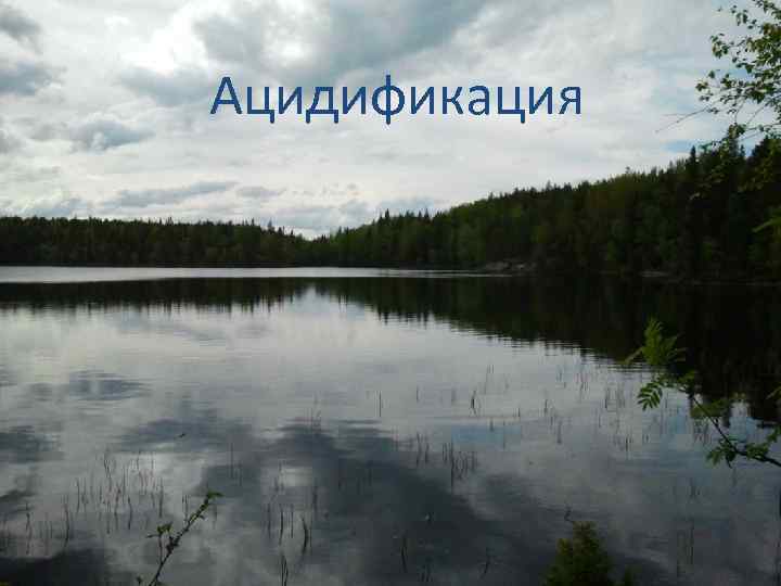 Ацидификация 