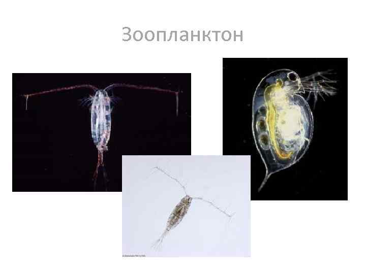 Зоопланктон примеры. Зоопланктон зоопланктон. Растительноядный зоопланктон. Зоопланктон инфузории.