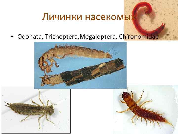 Личинки насекомых описание. Личинки насекомых. Червеобразные личинки насекомых. Названия личинок насекомых. Личинки хирономид.