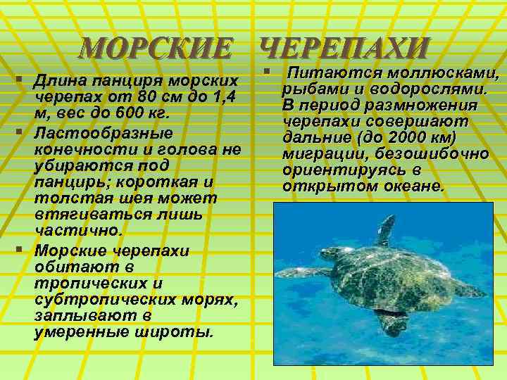 МОРСКИЕ ЧЕРЕПАХИ § Длина панциря морских черепах от 80 см до 1, 4 м,